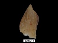 藏品(袋狀江珧蛤)的圖片